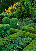 Formal garden - Buxus (box) as hedges for bed edging and topiary, Fagus sylvatica (beech) - hedge and archway, Rhododendron luteum (Pontic azalea), Rosa (roses), Aquilegia (columbine), Iris (iris)