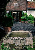 Topiary of Buxus (box) in terracotta pots on paving at the entrance to the house, stone trough as water basin