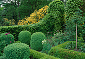 Formal garden: Buxus (box) as hedges for bed edging and topiary, Fagus sylvatica (beech) hedge and archway, Rhododendron luteum (Pontic azalea), Rosa (roses), Aquilegia (columbine), Iris (iris)