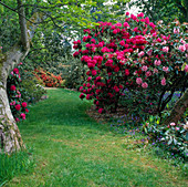 Rhododendron