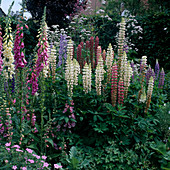 Beet mit Lupinus (Lupinen) und Digitalis (Fingerhut)