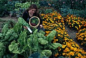 Woman harvesting chard (Beta vulgaris), next to it tagetes (marigolds)