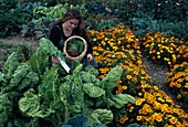 Frau erntet Mangold (Beta vulgaris), daneben Tagetes (Studentenblumen)