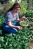 Woman picking bush beans (Phaseolus) in the flower bed