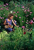 Woman harvesting vegetables, cosmos (jewel basket), lettuce (lactuca)