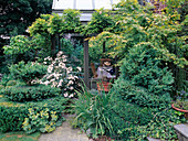 Buxus (Buchs) Spiralen , Rosa (Rosen), Acer palmatum (Fächer-Ahorn) und Wisteria (Blauregen) bewaechst Wintergarten