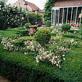 Rose garden 'Filipes Kiftsgate', 'Alberic Barbier' bordered with box hedges, view of conservatory