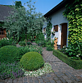 Nepeta, lamium, Pyrus Salicifolia, Buxus (Box-globe) , Humulus (Hops)