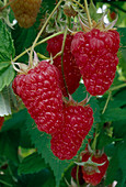 Reife Himbeeren (Rubus)