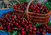 Freshly picked sweet cherries (Prunus avium) in a basket