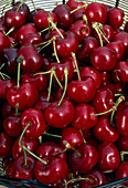 Freshly picked sweet cherries (Prunus avium) in basket