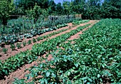 Gemüsegarten mit Kartoffeln (Solanum tuberosum), Buschbohnen (Phaseolus), Knollensellerie (Apium) und Kohl als Mischkultur