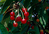 Sauerkischen (Prunus cerasus)
