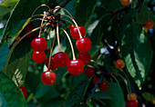 Sour cherries (Prunus cerasus)