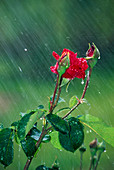 Rose in the rain