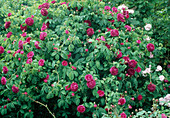 Rosa gallica 'Charles de Mills' syn. 'Bizarre Triomphant' (Historische Rose), einmalblühend mit starkem Duft