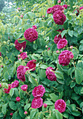 Rosa gallica 'Charles de Mills' syn 'Bizarre Triomphant' (Historische Rose), einmalblühend mit starkem Duft