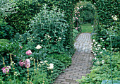 Gepflasterter Weg zwischen Staudenbeeten mit Paeonia (Pfingstrose), Hecke und Rosenbogen mit Rosa (Kletterrose) als Durchgang in andere Gartenräume