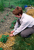 Mulching strawberries with straw