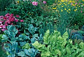 Farm garden bed with broccoli (Brassica), chard, beetroot (Beta vulgaris), onions (Allium cepa) and lettuce, in the back summer flowers