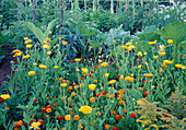 Cottage garden with marigolds (Tagetes) and calendula (Marigolds)
