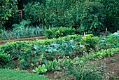 Gemüsegarten mit Salat (Lactuca), Brokkoli (Brassica), Lupinus (Lupinen), Sellerie (Apium), Porree, Lauch (Allium porrum) und Oregano (Origanum), hinten Beerensträucher