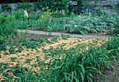 Bauerngarten: Erdbeeren (Fragaria) mit Stroh gemulcht, knospige Hemerocallis (Taglilien), hinten Iris (Schwertlilien) und Artischocken (Cynara scolymus)
