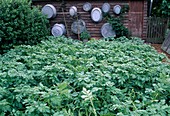 Kartoffeln (Solanum tuberosum), alte Zink-Gefäße an der Schuppenwand aufgehängt