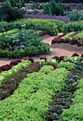 Gemischte Beete mit Salaten (Lactuca) in Farben dekorativ gepflanzt, Artischocken (Cynara scolymus), Alchemilla (Frauenmantel), im Hintergrund blühender Salbei (Salvia), Koniferen und Rosen.