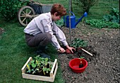 Frau pflanzt vorgezogene Jungpflanzen von Tomaten (Lycopersicon) in Beet, Obstkiste mit Gemüse-Jungpflanzen, Brennesseln als Dünger