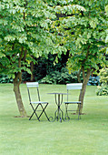 Small seat on the lawn between two trunks of Parrotia persica (ironwood tree, iron tree)