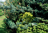 Conifer garden