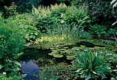 Garden pond with Nymphaea (water lilies), on the shore Darmera peltata (shield leaf), Astilbe (daisy) and ferns