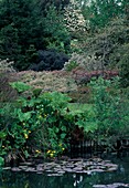 Pond with Nymphaea (water lilies), Caltha palustris (marsh marigold), Gunnera manicata (redwood leaf)