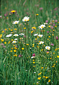 Meadow flowers: Leucanthemum vulgare (daisy) and Ranunculus acris (buttercup, buttercup)