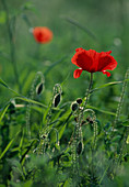 Papaver rhoeas (corn poppy) flower and buds