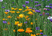 Sommerblumenwiese : Calendula (Ringelblumen), Centaurea cyanus (Kornblumen), Eschscholzia (Goldmohn)