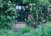 Rosa 'Constance Spry' English rose, climbing rose, single flowering, good fragrance