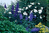 Delphinium (Delphinium) and Rosa 'Aspirin Rose' (Rose)