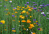 Flower meadow with Calendula (marigolds), Centaurea cyanus (cornflowers)