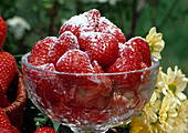Frisch gepflückte Erdbeeren (Fragaria) gezuckert in Glasschale