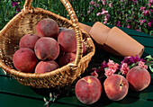 Freshly picked peaches (Prunus persica)