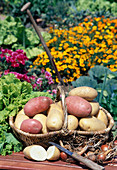Korb mit Kartoffeln (Solanum tuberosum)