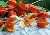 Physalis alkekengi (Lampion flower), berries in orange lampions