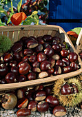 Castanea sativa (chestnuts)