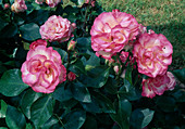 Rosa 'Bordure Rose' syn. 'Happy Anniversary', 'Roslyne', 'Strawberry Ice' (small shrub rose), repeat-flowering, robust