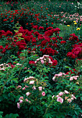 Rose garden: Rosa 'Pink Grootendorst' (Carnation Rose), 'Madame Fernandel' (Floribunda Rose)