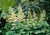 Rodgersia aesculifolia (Kastanienblättriges Schaublatt)