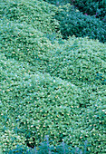 Oregano field (Origanum vulgare)