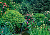 Euphorbia (spurge), Rosa (roses), Dracaena (dragon tree), water channel and water feature